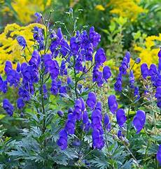 Seed Trays