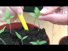 Seed Trays