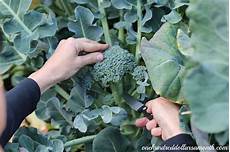 Seedlings Of Broccoli