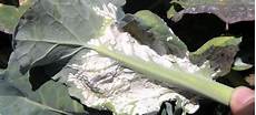 Seedlings Of Broccoli