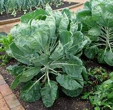 Seedlings Of Broccoli