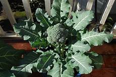 Seedlings Of Broccoli