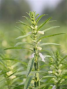 Sesame Products
