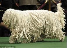 Shaggy Fair Carpet