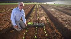 Vegetable Seedlings