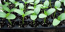Vegetable Seedlings