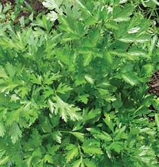 Vegetable Seedlings