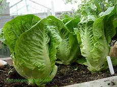 Vegetable Seedlings