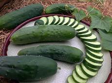 Water Melon Seeds