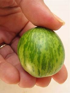 Water Melon Seeds